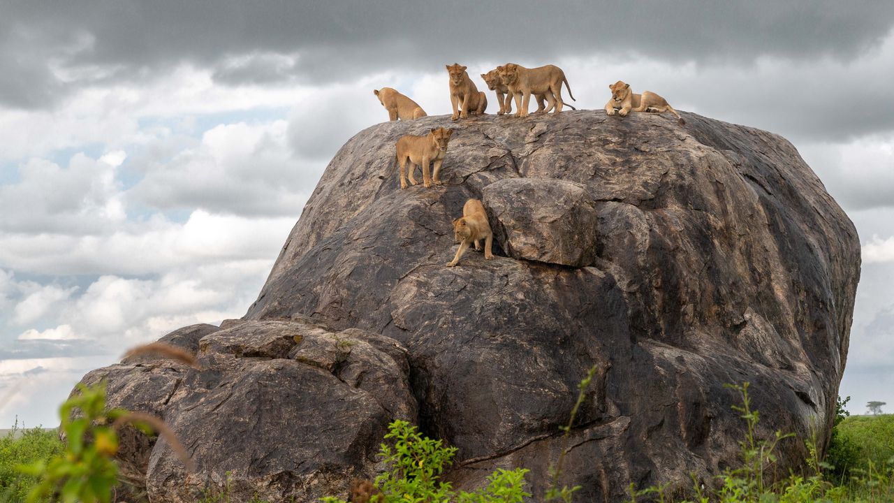 Tanzania Wildlife Serengeti leeuwen op kopje AZ (3).jpg - Jambo Safari Club